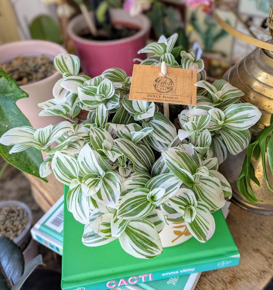 houseplant with green and white striped leaves