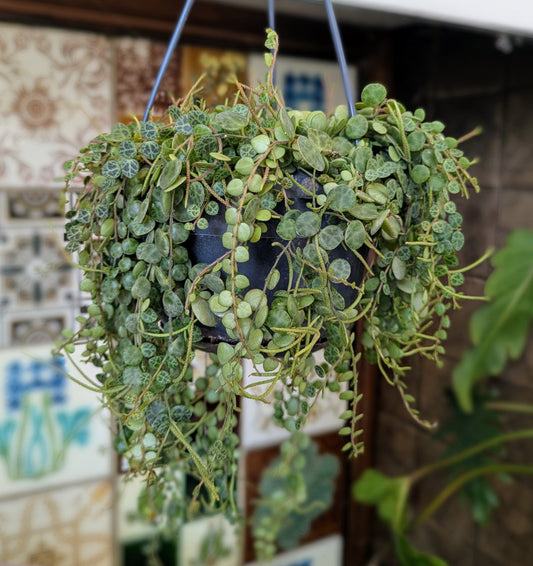 hanging indoor planter with cascading stems.  Each small disc like leaves has markings resembling the shell of a turtle.