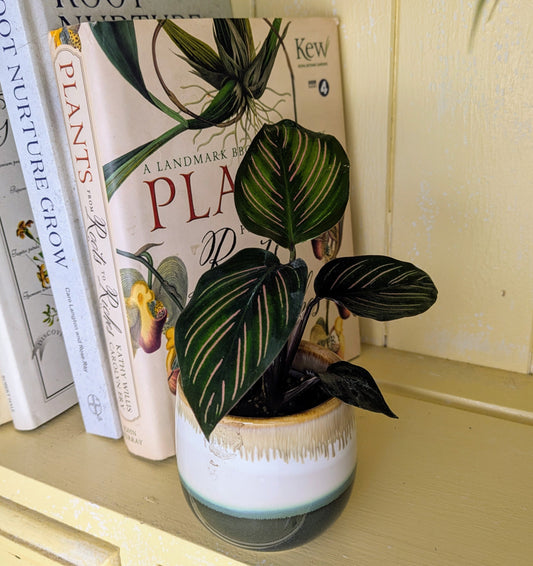 Potted plant on a shelf with books in the background