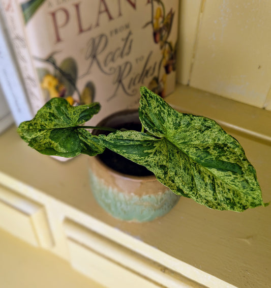 a baby houseplant with green and yellow arrow head shaped leaves in a ceramic pot