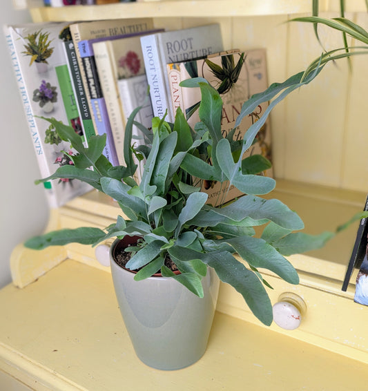houseplant with long arching glauca coloured leaves in a grey ceramic pot situated on a yellow dresser