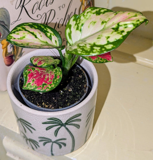 Aglaonema 'Red Valentine' in 6 cm pot
