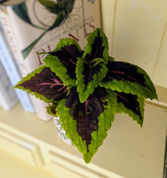 Coleus scutellarioides  'Kings Lime Sprite' in 6 cm pot