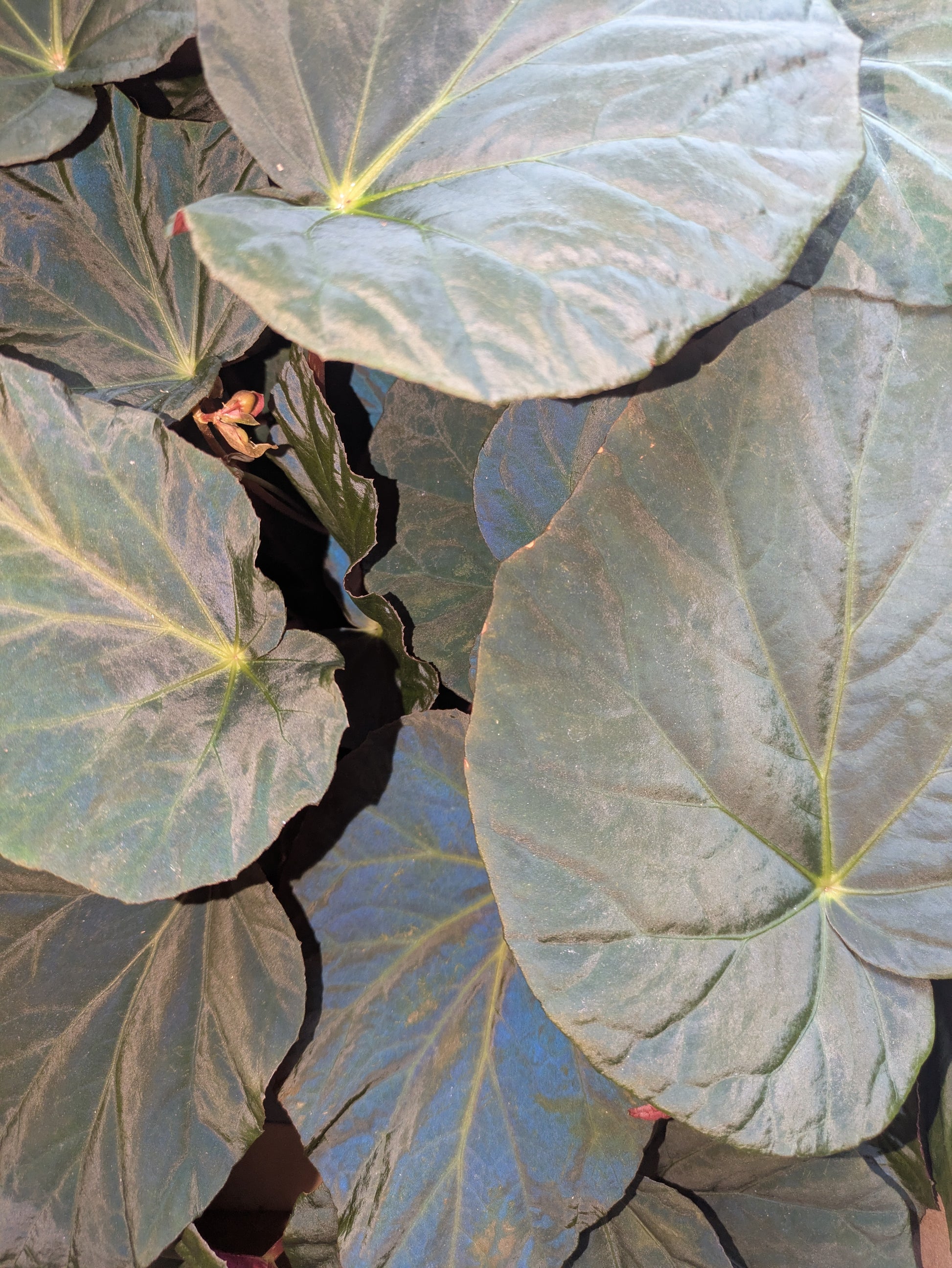 Close-up of large green leaves with a blurred background