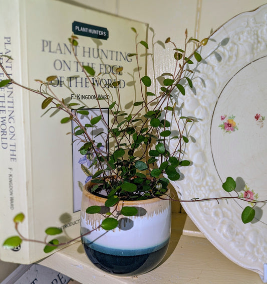 Small potted plant on a shelf with books and decorative items