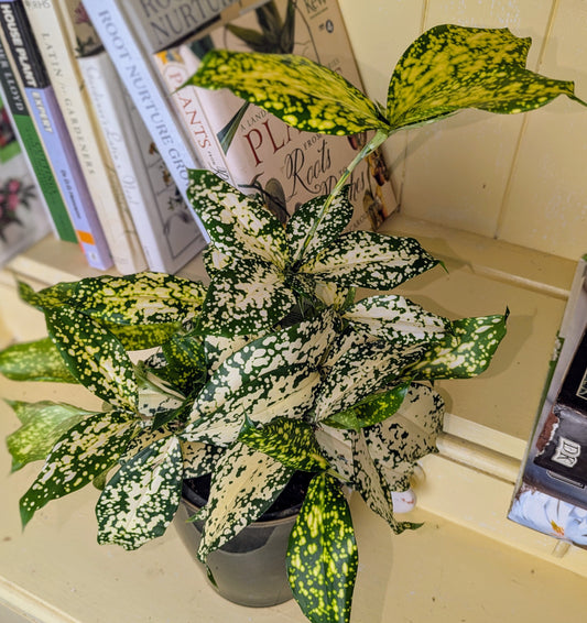 Potted plant on a shelf with books and decorative items