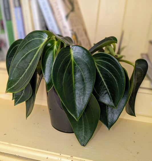 Potted plant on a light-colored surface with books in the background