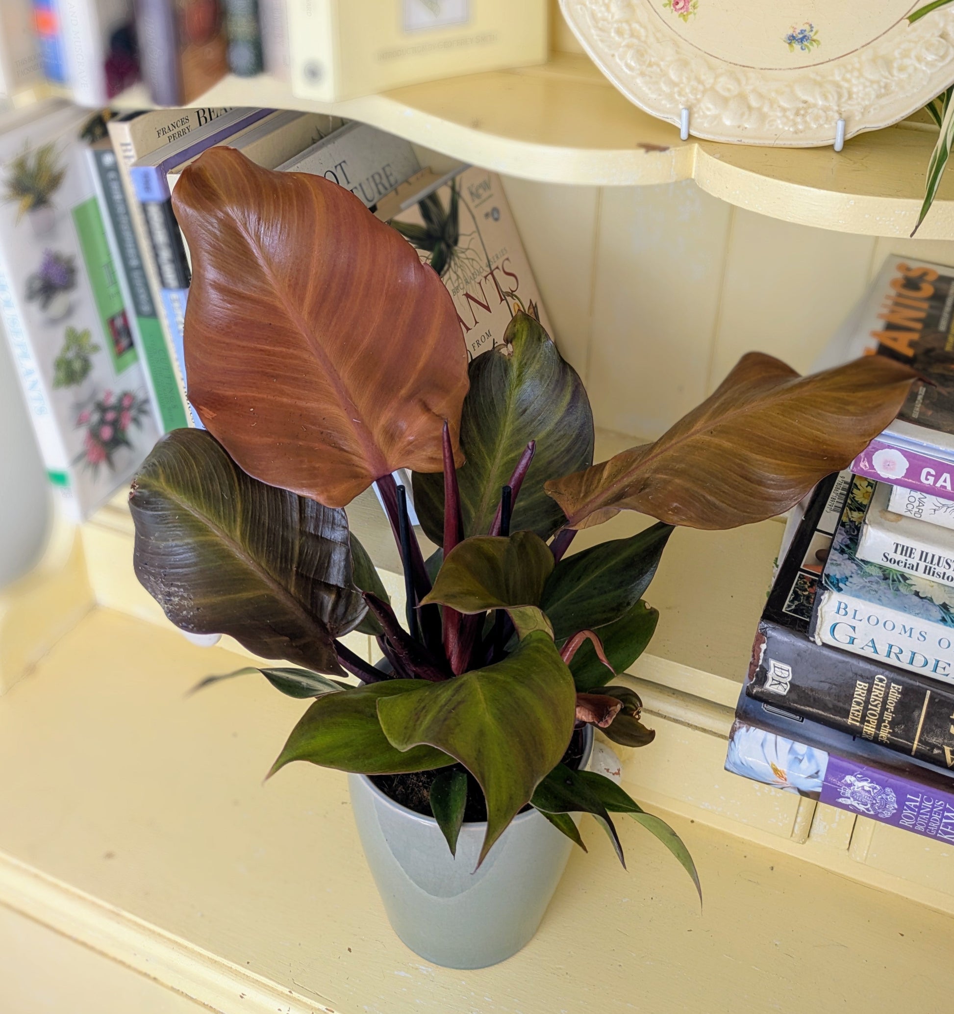 Potted plant on a surface with books and a decorative plate in the background