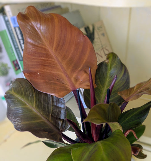 Potted plant with large leaves on a light-colored surface