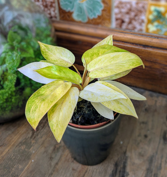 Potted plant with yellow and green leaves on a wooden surface with a tiled wall in the background.