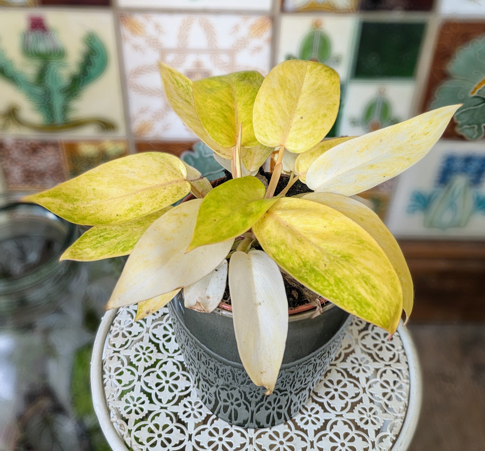 Potted plant on a decorative table with a mosaic wall in the background