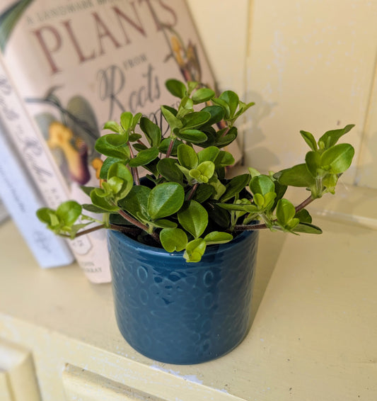 Potted plant on a surface with a book titled 'Plants' in the background