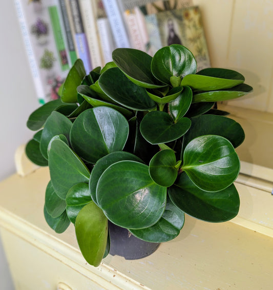 Potted plant on a light-colored cabinet with books in the background
