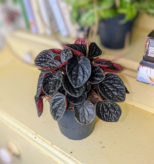 Small potted plant on a surface with books and other items in the background