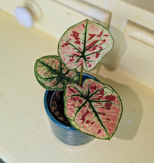 variegated leaved plant in a ceramic pot