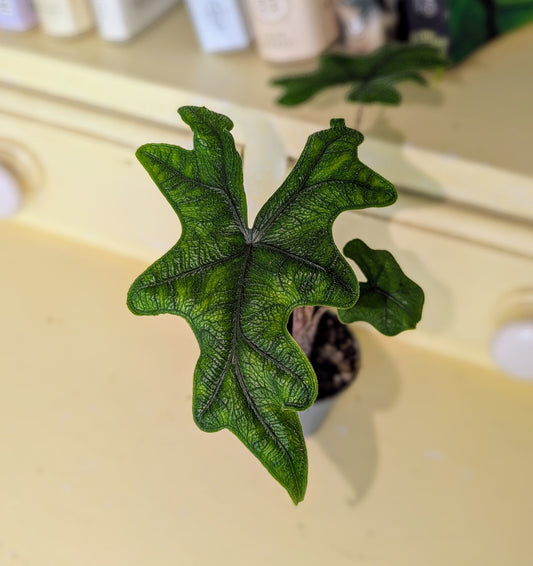 Green leafed plant on a light-colored surface with books in the background