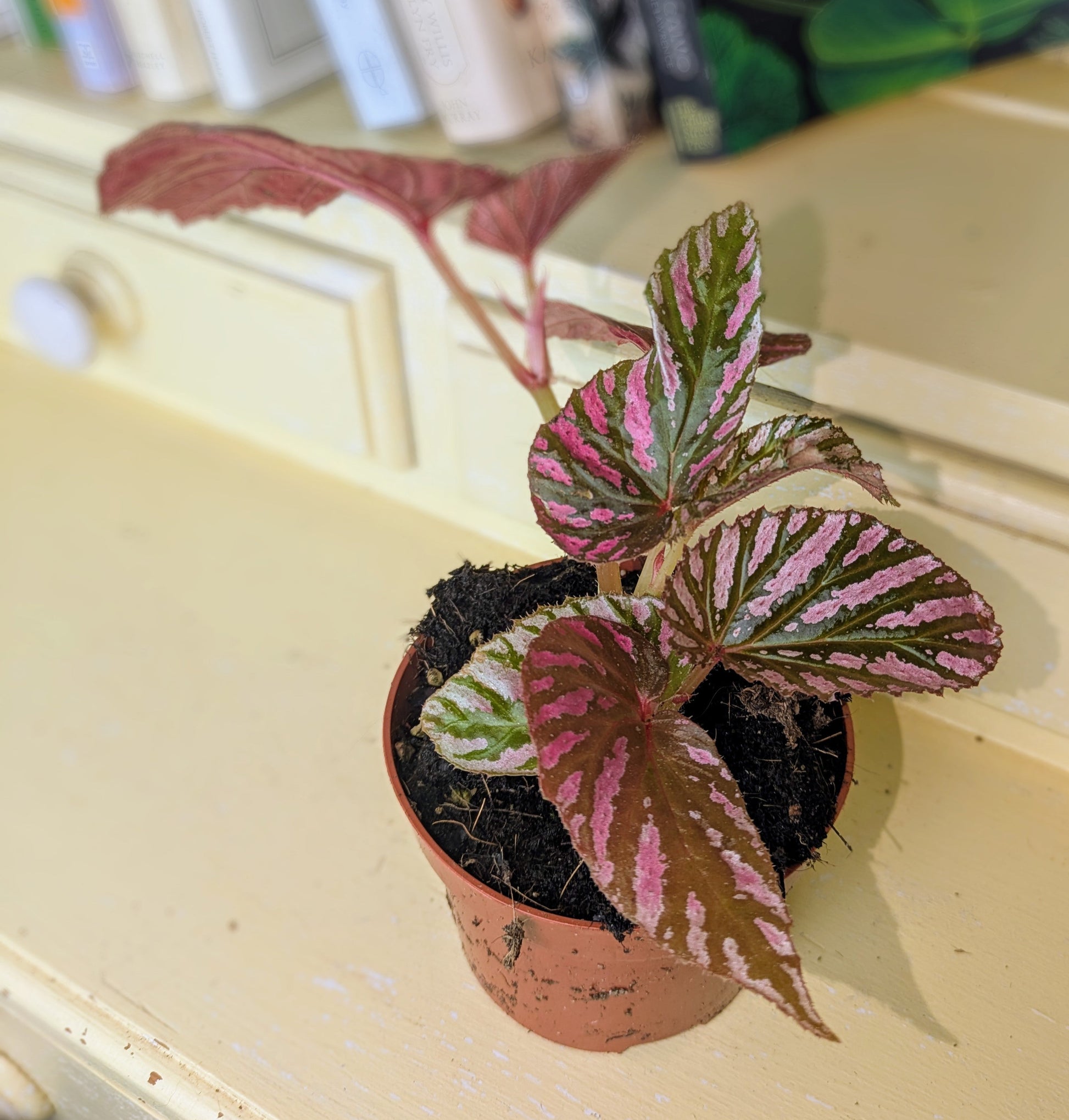 Small potted plant with pink and green leaves on a light-colored surface with books in the background.