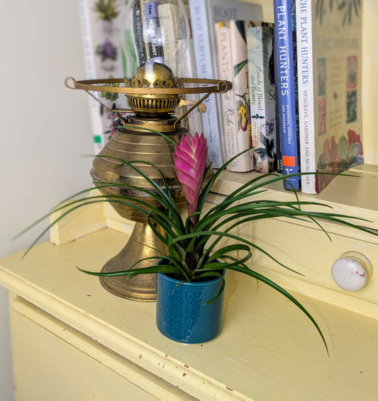 Vintage oil lamp with a plant on a yellow dresser against a white wall