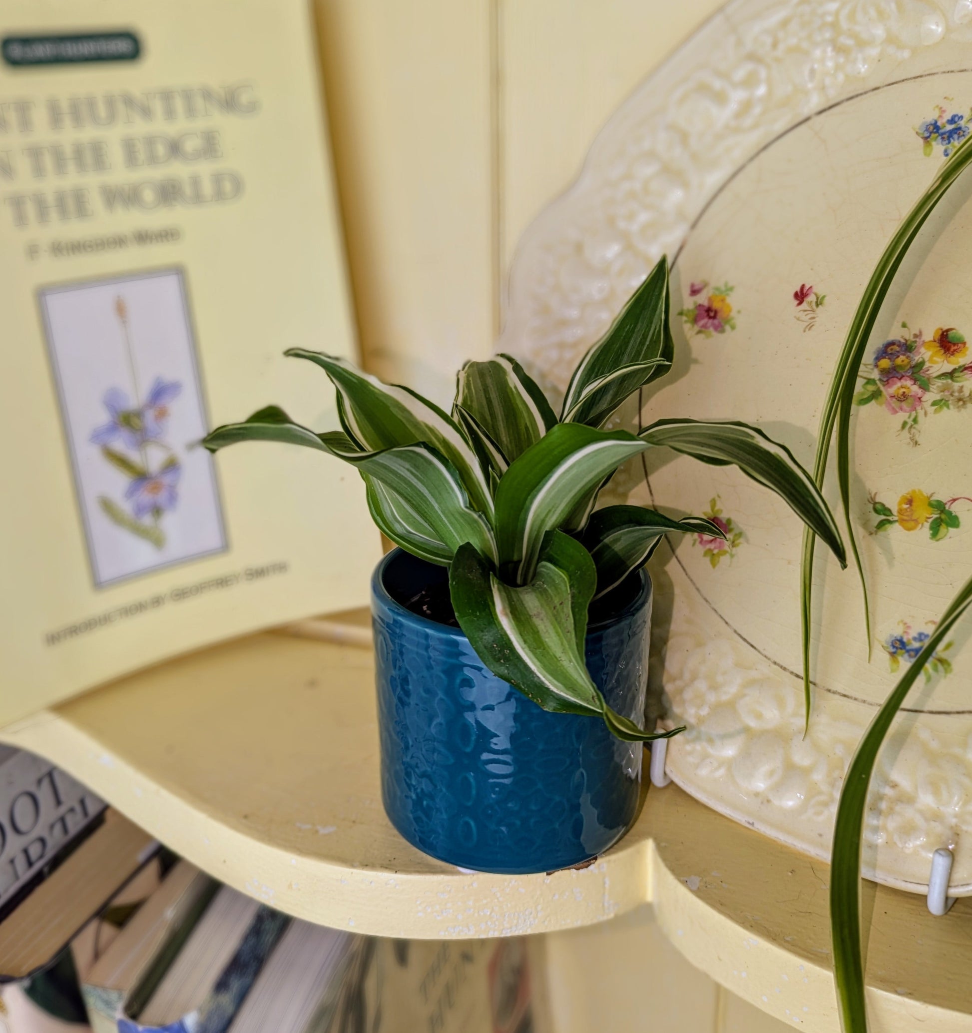 Potted plant on a shelf with books and decorative items in the background