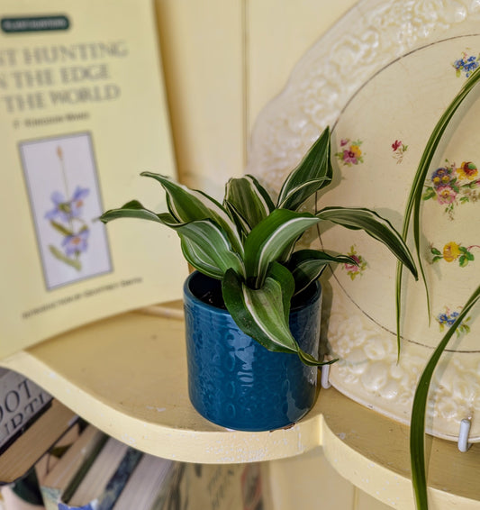 Potted plant on a shelf with books and decorative items in the background