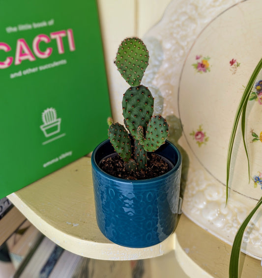 Opuntia microdasys  in 6 cm pot