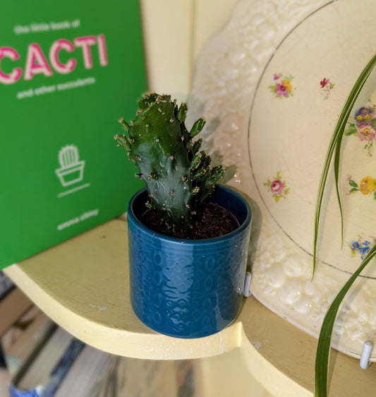 Small potted cactus on a shelf next to a green book titled 'CACTI'.