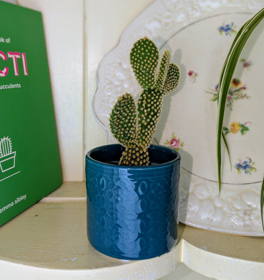 Small cactus in a blue pot on a shelf next to a book titled 'The Little Book of Cacti'.