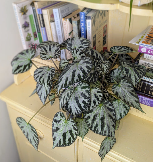Variegated leaf plant on a wooden surface with books in the background
