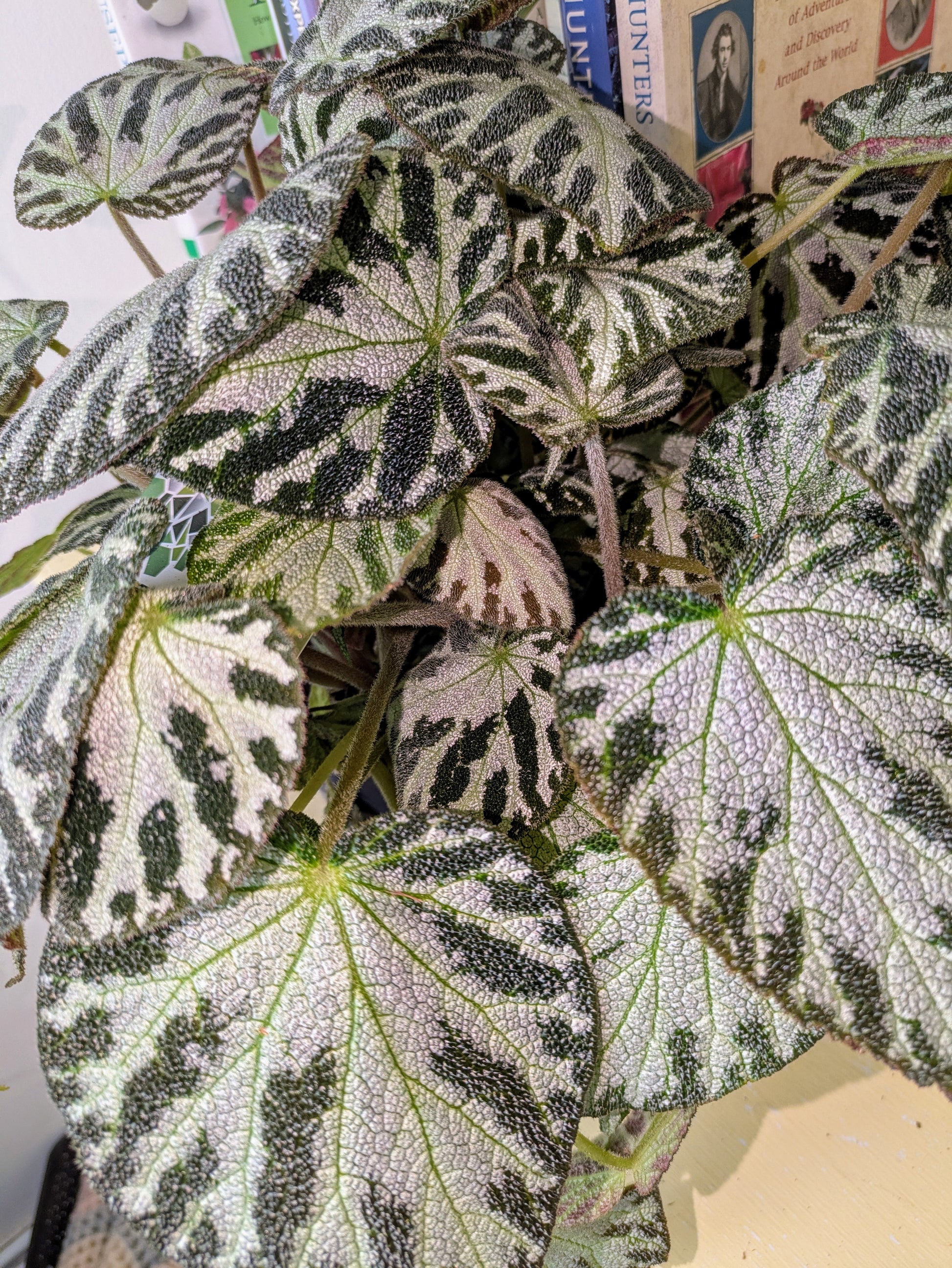 Close-up of a variegated leaf plant with a blurred background