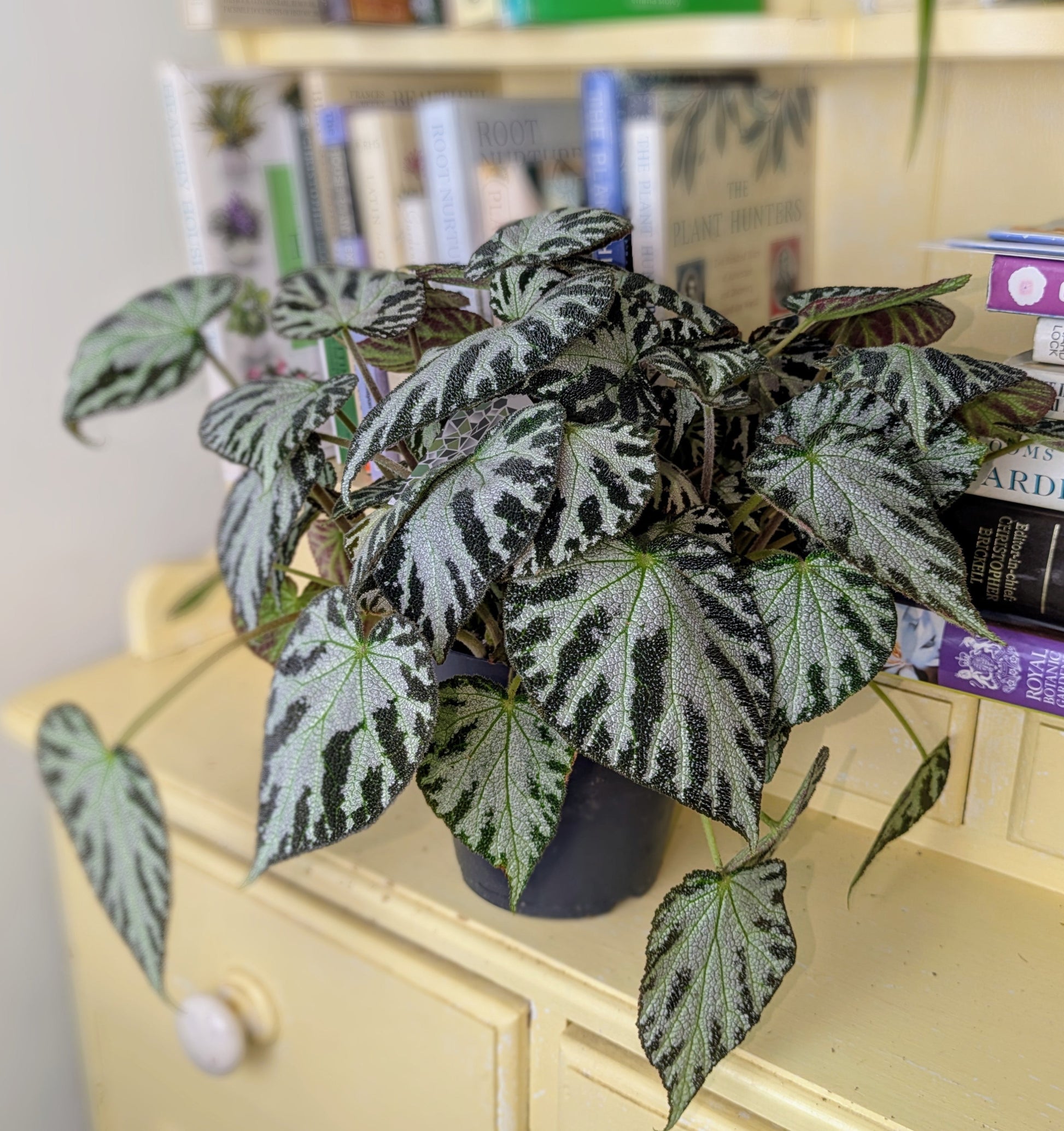 Potted plant on a yellow cabinet with books in the background
