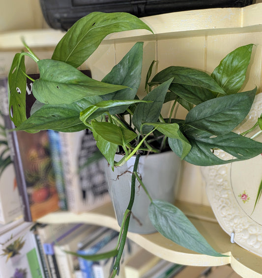 Potted plant on a shelf with books and decorative items in the background