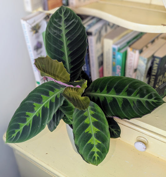 Potted plant on a surface with books in the background