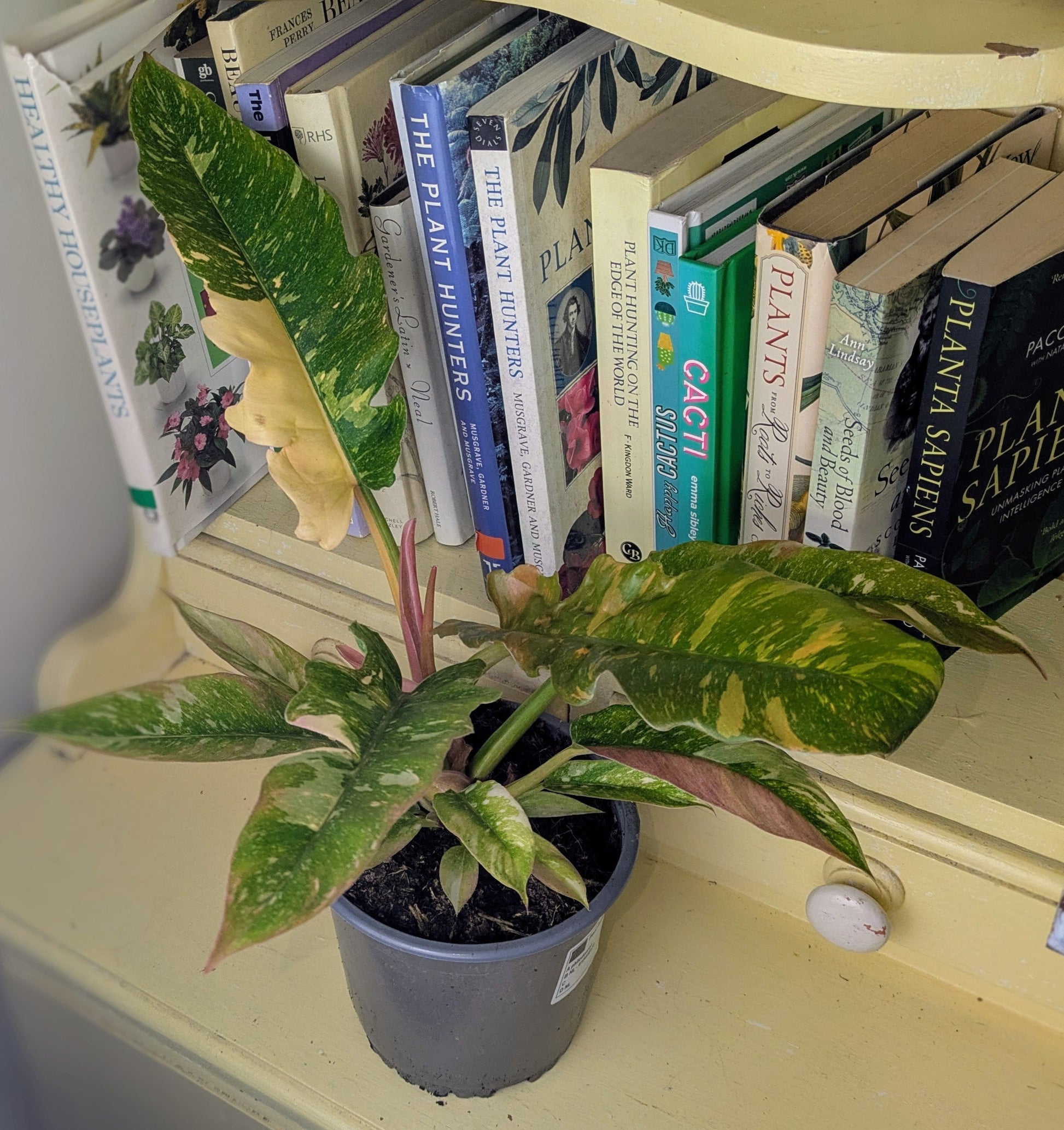 Potted plant on a shelf with books in the background