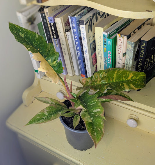 Potted plant on a shelf with books in the background