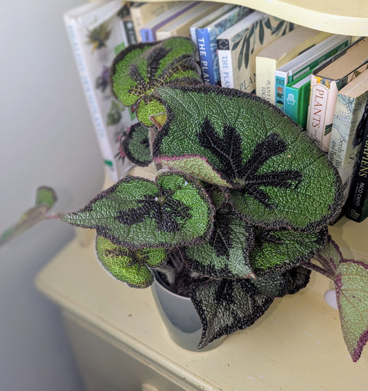 Potted plant on a shelf with books in the background