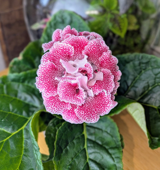 Pink flower with green leaves in front of a glass container