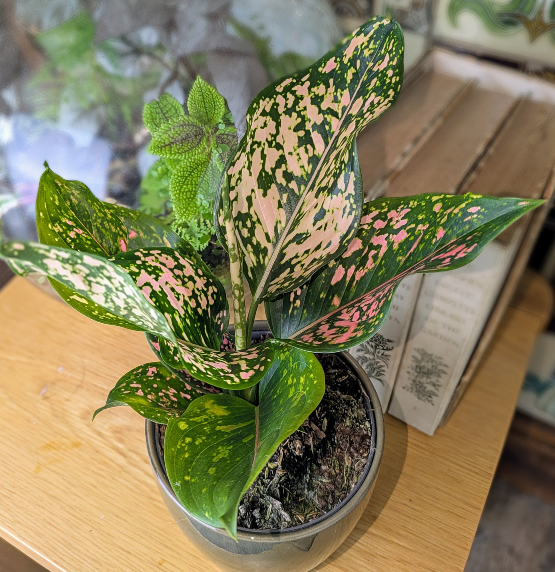 Potted plant with variegated leaves on a wooden surface