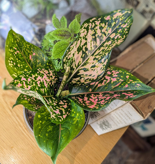 Potted plant with pink and green leaves on a wooden surface
