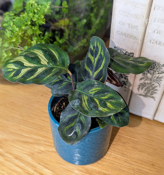 Potted plant with variegated leaves on a wooden surface with books in the background
