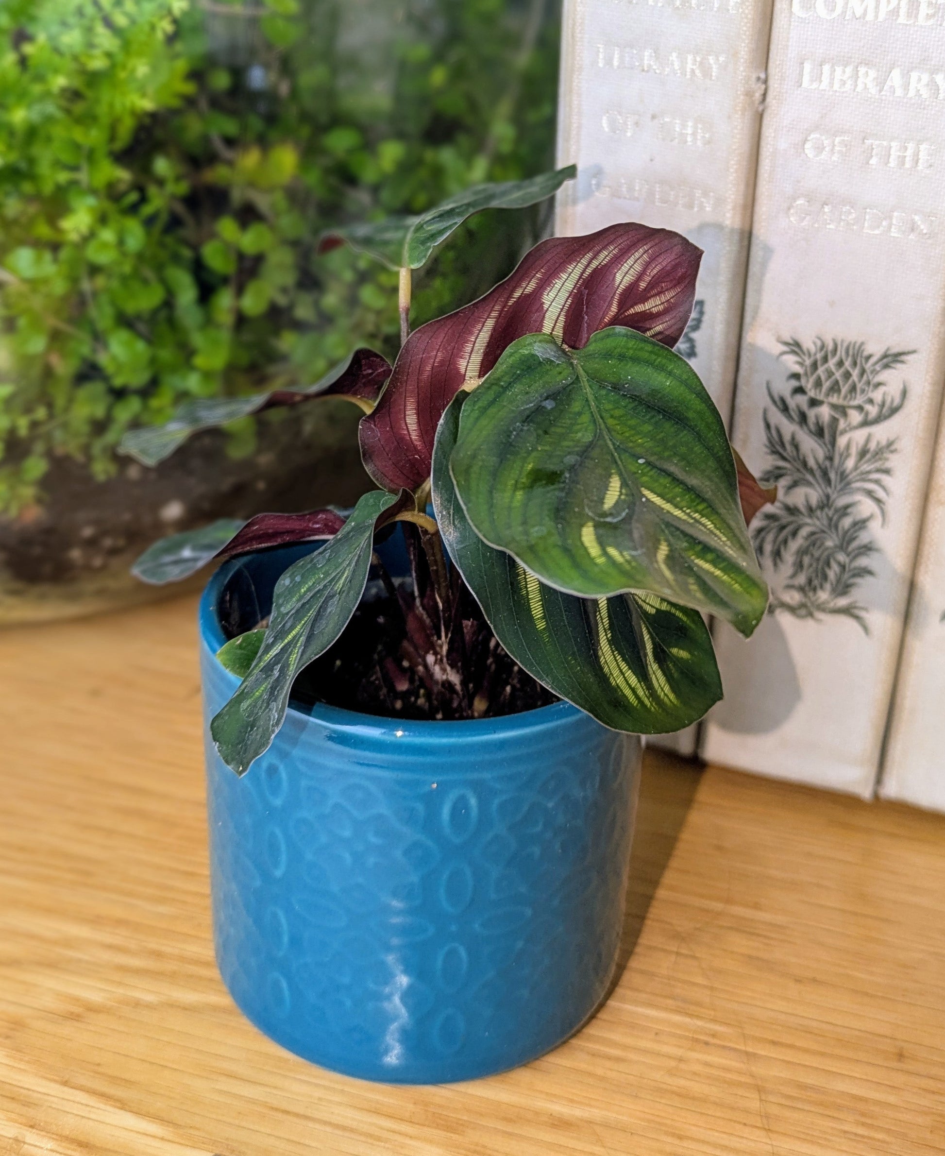Small potted plant on a wooden surface with books in the background