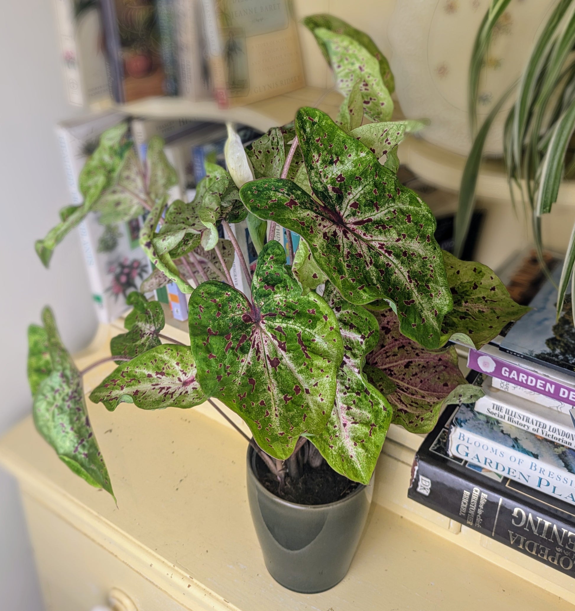 Potted plant on a shelf with books and decorative items in the background