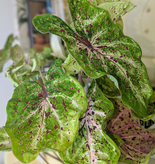 Polka dot plant with green and purple leaves in an indoor setting