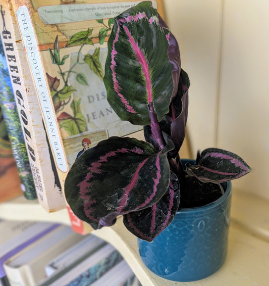 Small potted plant on a shelf with books in the background
