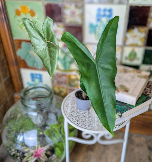 Green plant in a pot on a small white table with a colorful tiled wall in the background