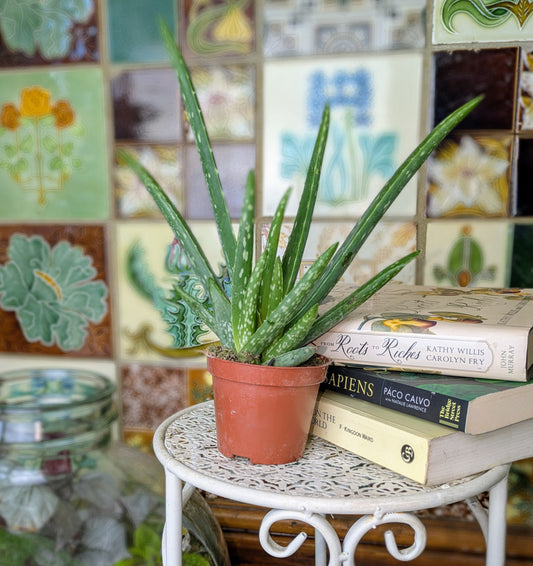 Potted aloe vera plant on a small white table with books against a mosaic tile wall.