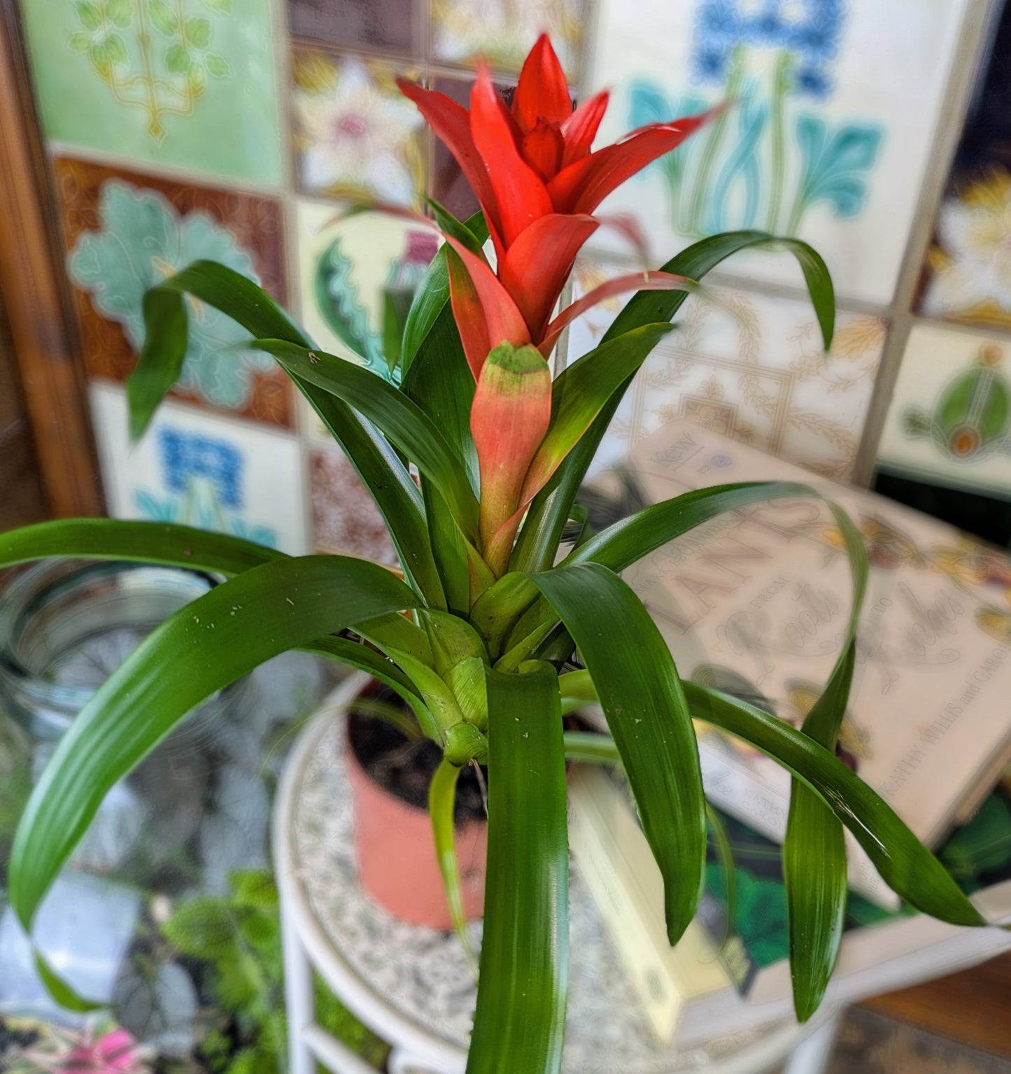 Potted plant with red flower in front of a colorful mosaic wall.