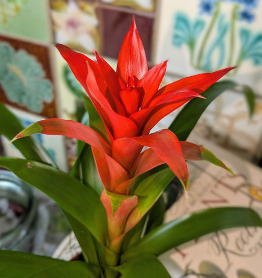 Red bromeliad plant in front of a colorful mosaic wall