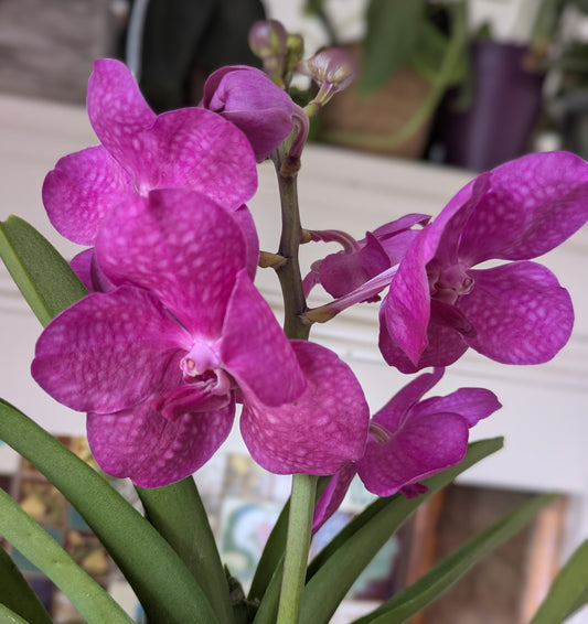 Purple orchid plant with green leaves against a blurred background