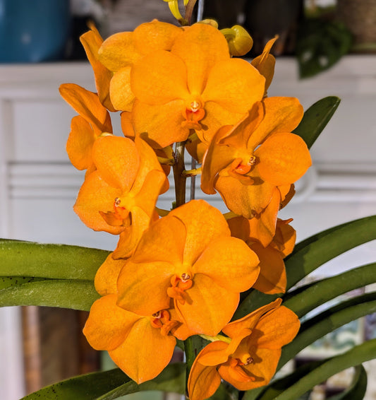 Orange orchids with green leaves in a home setting