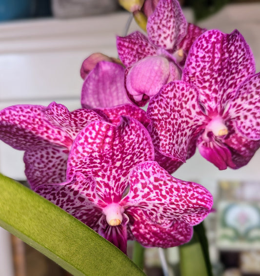 Close-up of a pink orchid with a blurred background